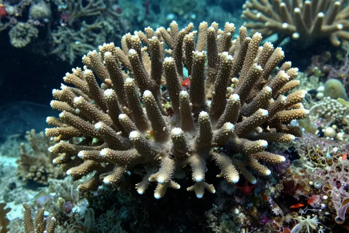 plongée en mer rouge (Égypte)