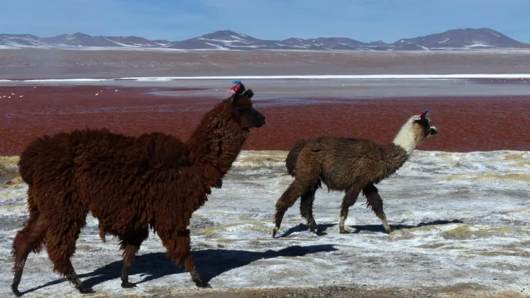 lamas dans l'Altiplano (Bolivie)