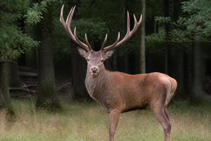 cerf dans la forêt de Mormal