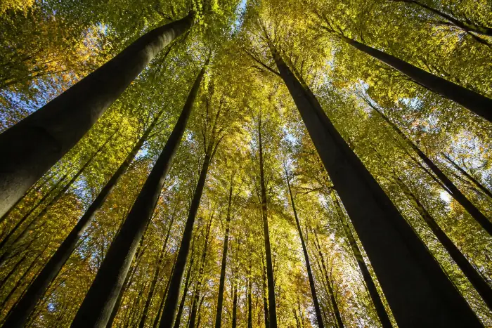 arbres dans la forêt