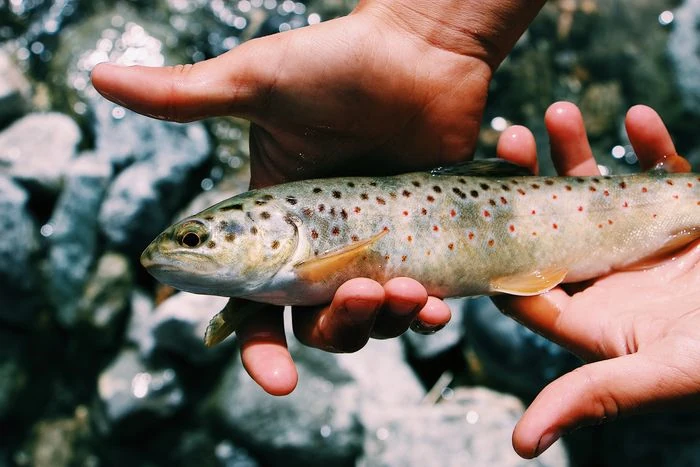 truite de mer à Stanget